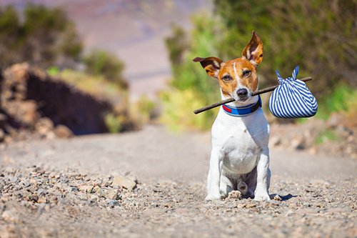 Wyjazd z psem za granicę – poradnik