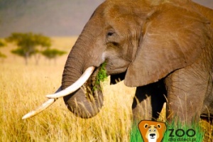 Poznajemy dzikie zwierzęta – słoń afrykański 