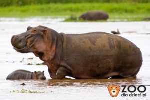 Poznajemy dzikie zwierzęta – hipopotam